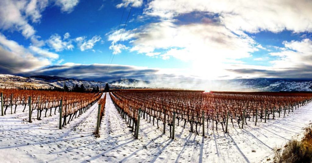 Oliver BC Vineyard in in the winter